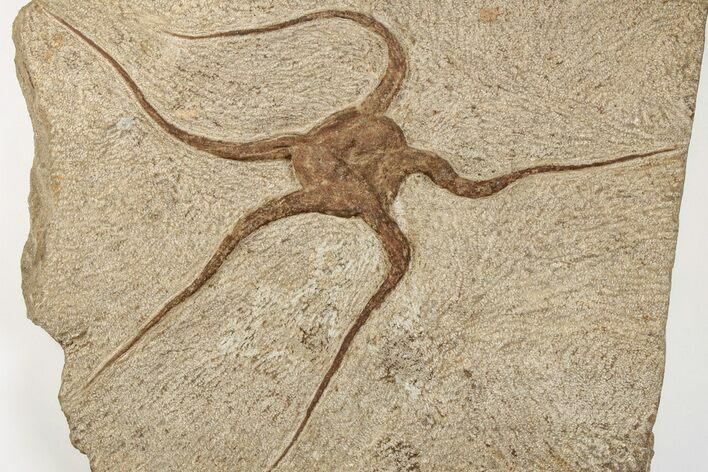 Ordovician Brittle Star (Ophiura) - Morocco #203520